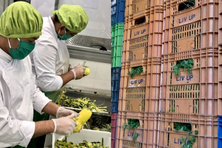 Live UP doa alimentos orgânicoa
