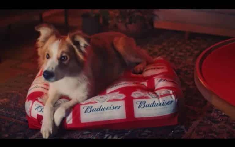 Budweiser atende pedidos e devolve trono aos pets durante as Finais da NBA.