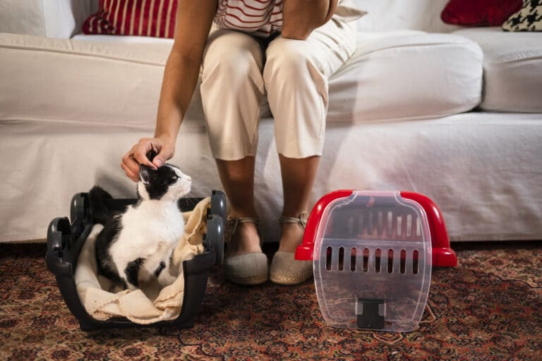 Royal Canin e Pet Care oferecem check-up gratuito para quem adotar um gatinho.