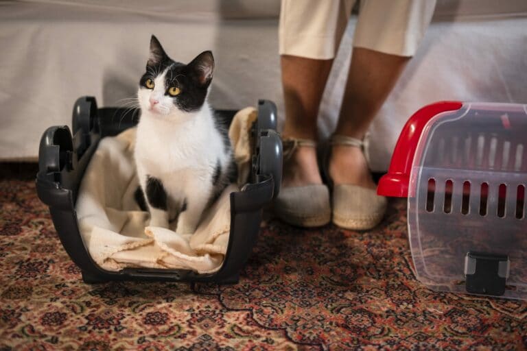 A ROYAL CANIN se uniu à Turma da Mônica para falar sobre a importância dos cuidados periódicos com os felinos e gerar conscientização.