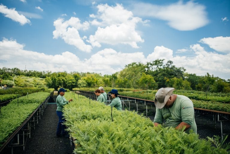 Nescafé lidera ação de restauração da Mata Atlântica.