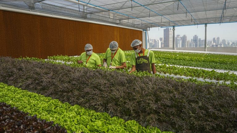 A rede de fazendas urbanas BeGreen inaugurou, nesta última quinta-feira, dia 30 de junho, sua primeira unidade em São Paulo (SP).