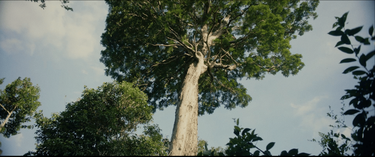 Comunicação da Vale apresenta compromisso da Vale com a preservação do meio ambiente e a pesquisa científica.