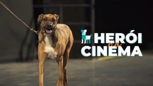 Para promover a adoção de pets, a Cobasi fez uma intervenção de um cachorro vira-lata caramelo em uma sala de cinema da Cinemark.