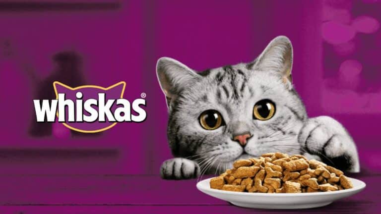 WHISKAS se uniu a milhões de amantes de felinos ao redor do mundo em uma data especial que busca promover a adoção responsável e consciente.