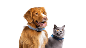 CES 2024 - Invoxia lança novo colar inteligente para pets, ideal para gatos e cachorros (1)