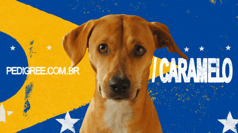 A PEDIGREE estreia a ação "Pedigree Caramelo", protagonizada pelo Vira-Lata Caramelo, que representa os cães Sem Raça Definida.