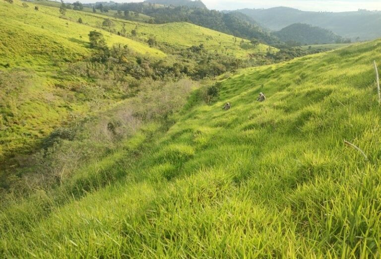 Ypê investe R$ 1,3 milhão para plantar 23 mil mudas e recuperar área equivalente a 15 campos de futebol