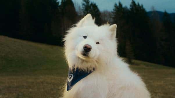 Aatravés da realização de nova pesquisa, ASICS anuncia um novo e inesperado embaixador: Um cachorro chamado Felix.