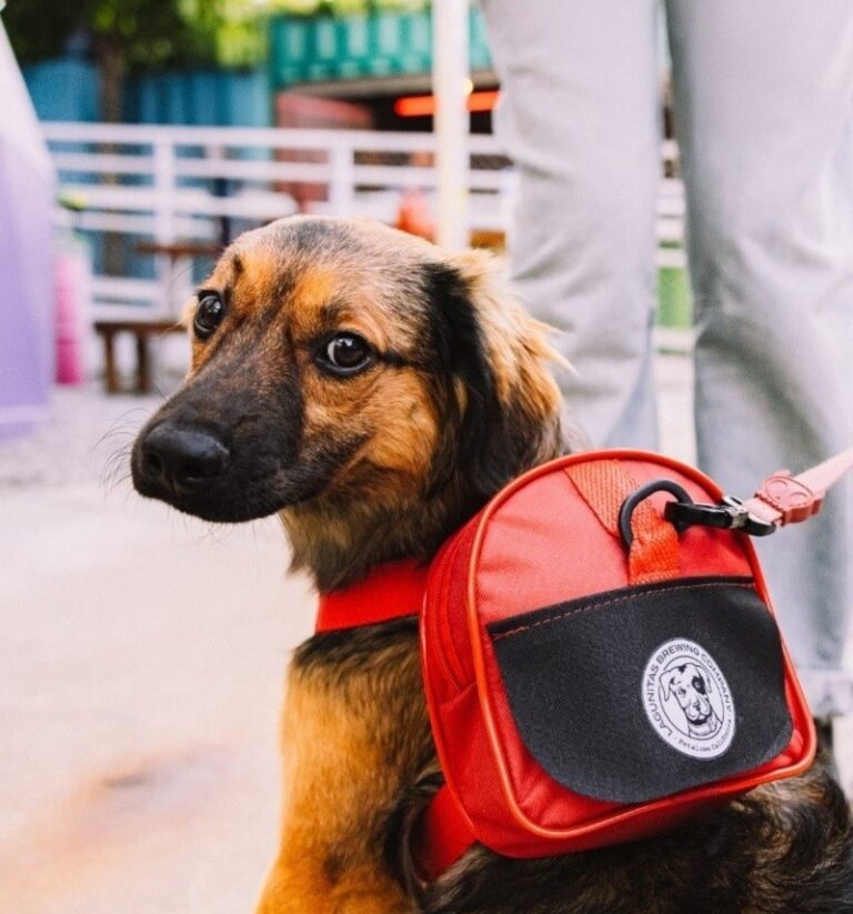 A Lagunitas dá sequência às ações que reforçam seu compromisso com a causa cachorreira com mais uma edição da sua campanha de adoção.
