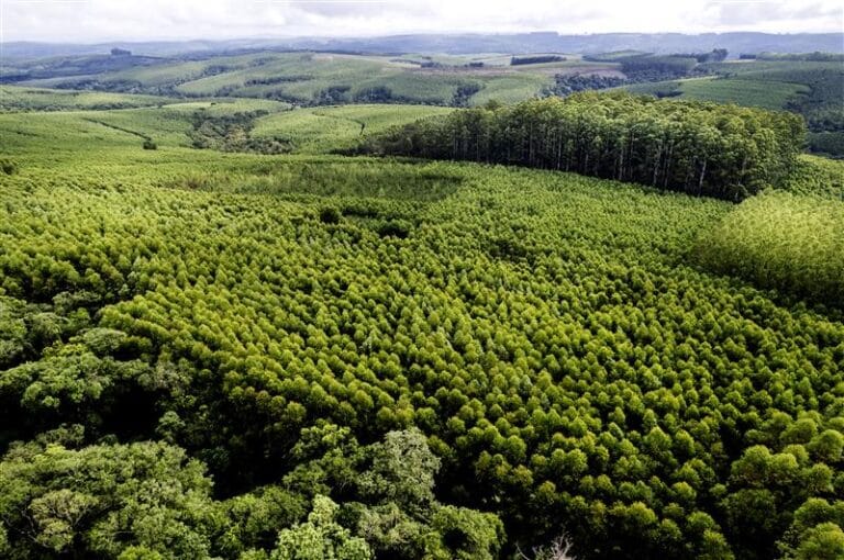 A Klabin registrou avanços em suas iniciativas de conservação ambiental, sobretudo naquelas em prol da biodiversidade brasileira.