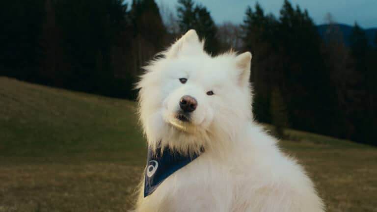 A ASICS acaba de apresentar os cinco cachorros que se tornaram os mais novos embaixadores da marca no Brasil.