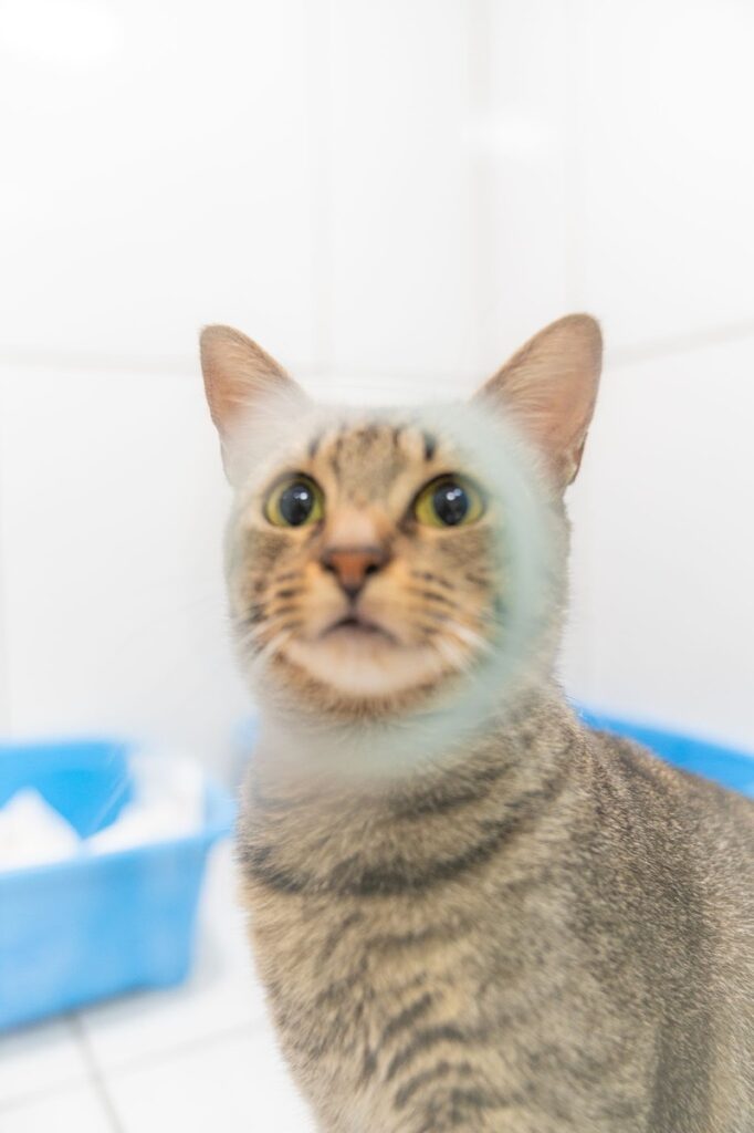 Betnacional custeia gatos do Instituto Caramelo por seis meses. Ação encerra o 'Movimento Antizica' e apoia a causa animal.