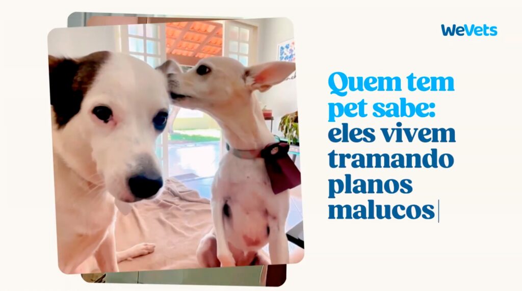 Criada pela Bold, “Plano Perfeito” marca a estreia institucional da WeVets com uma narrativa leve sobre saúde e bem-estar animal.