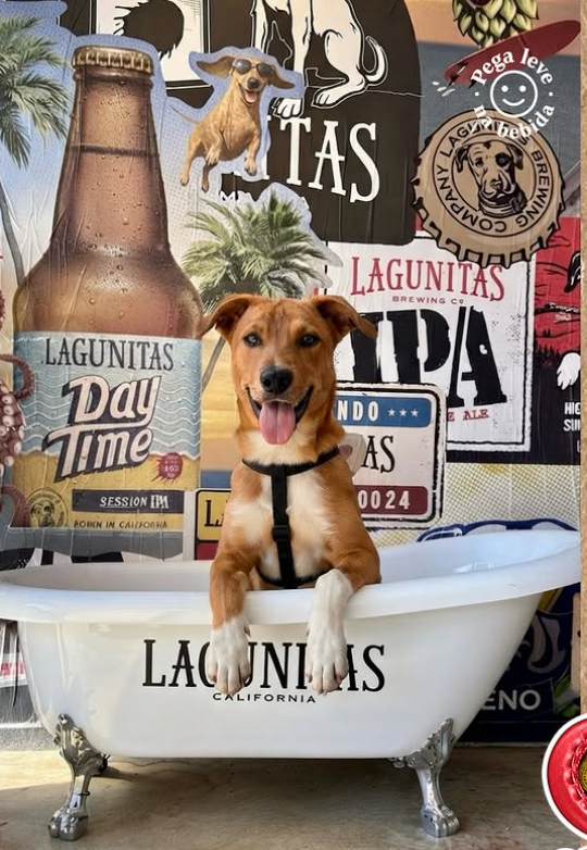 Lagunitas lança ação para tutores antes do Rock in Rio
